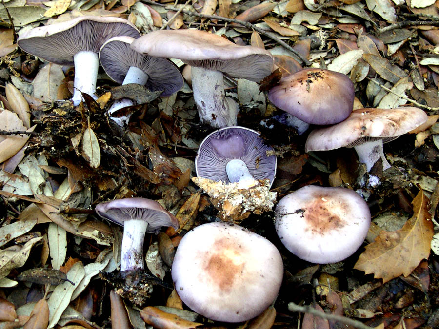 Qualche ritrovamento di Domenica 17/10